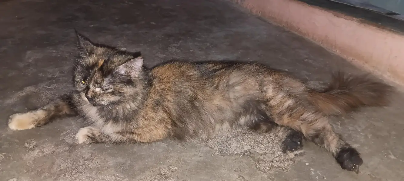 Persian cat 2nd coated sell malir karachi