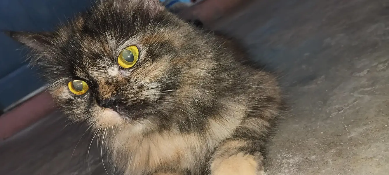 Persian cat 2nd coated sell malir karachi — photo 2