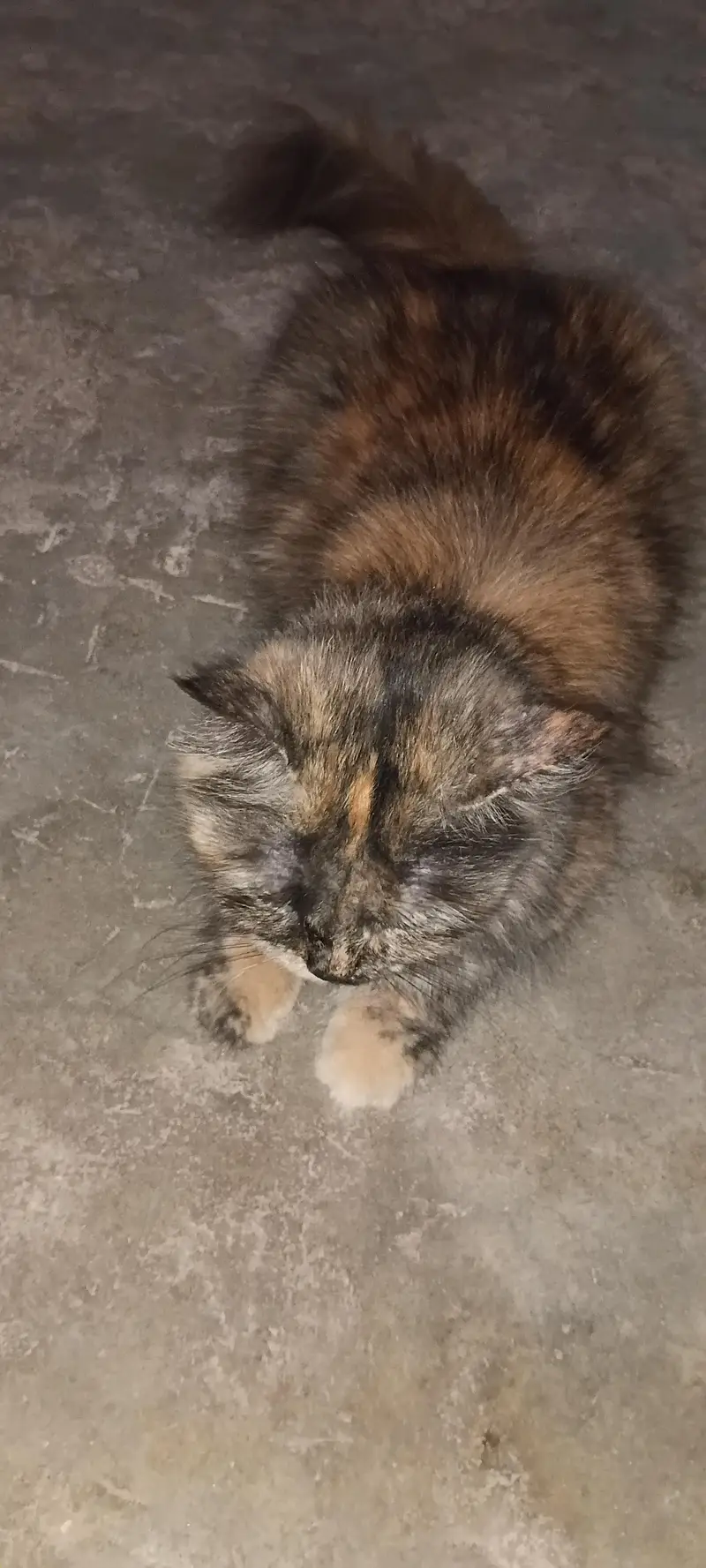 Persian cat 2nd coated sell malir karachi — photo 3