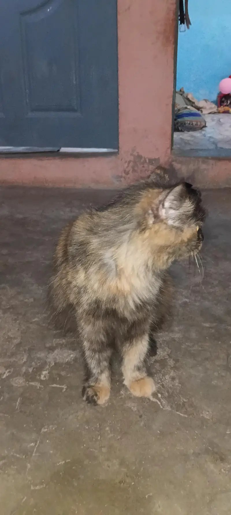 Persian cat 2nd coated sell malir karachi — photo 4