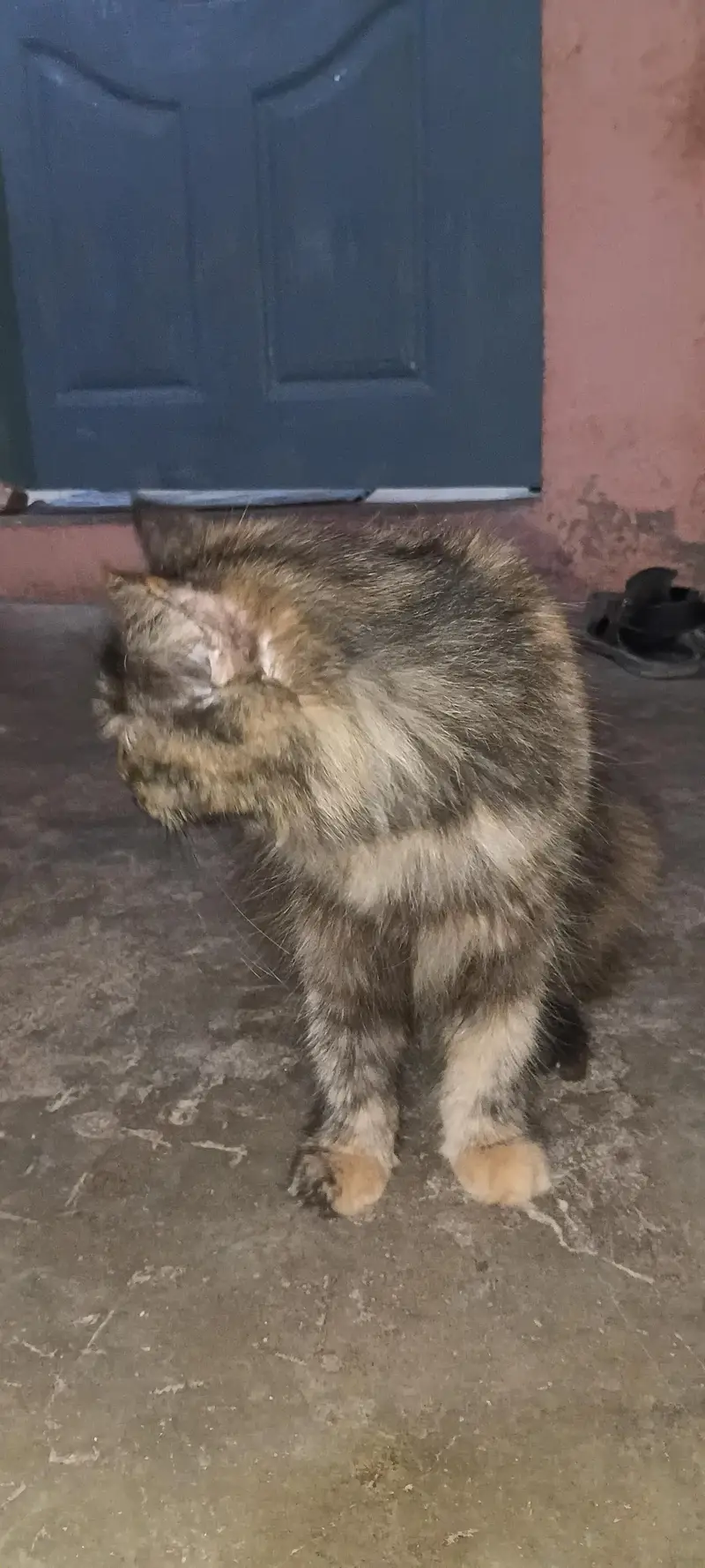 Persian cat 2nd coated sell malir karachi — photo 5