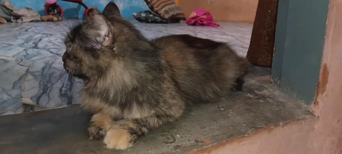 Persian cat 2nd coated sell malir karachi — photo 6