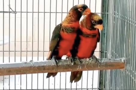 Dusky lory chicks