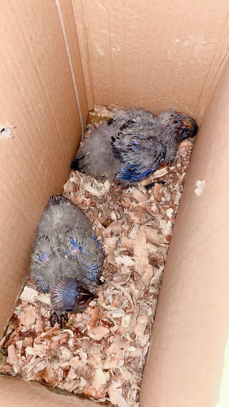 Dusky lory chicks 1