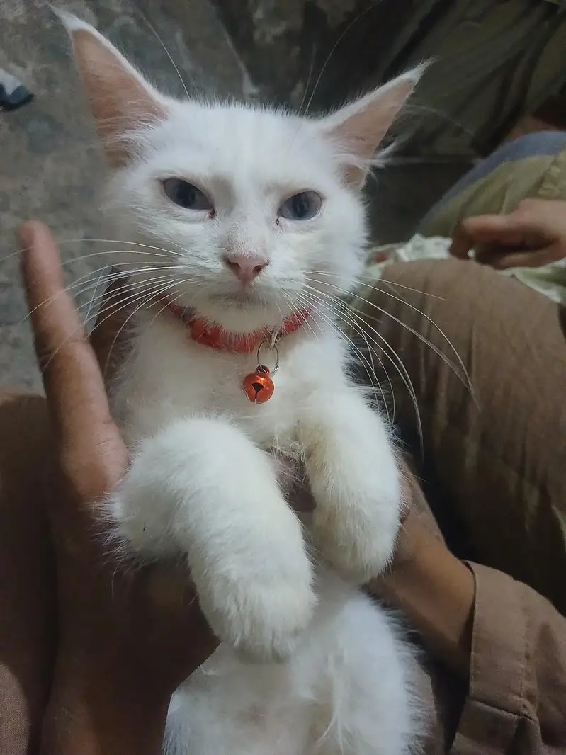 space issue 2 female pets — photo 2