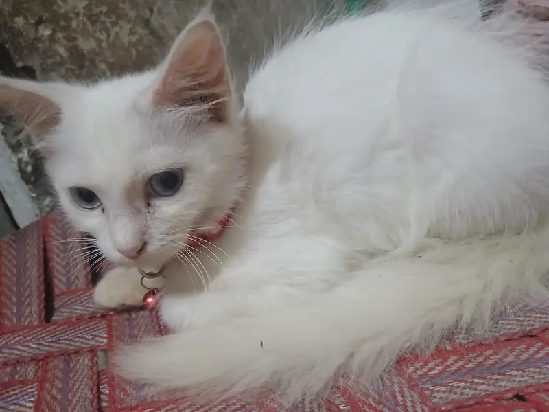 space issue 2 female pets — photo 3