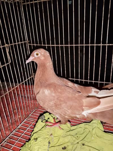 pora pair hn breeder inshallah