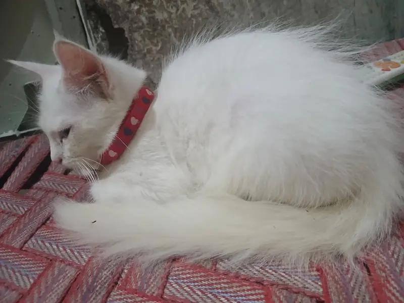 space issue 2 female pets — photo 4