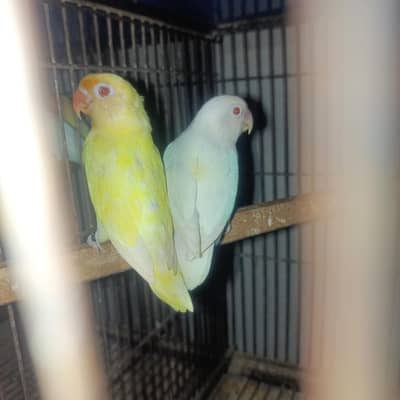 Albino - Creamino, Decino - Cage - Exchange Possible with Hens