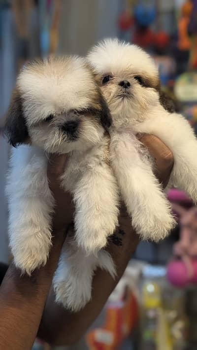 Shihtzu pups available