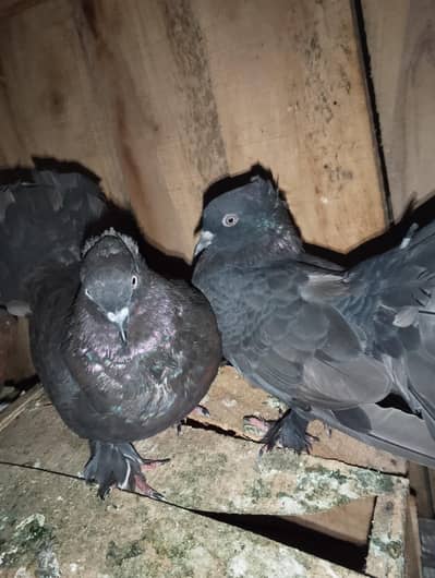 Breeder pair
