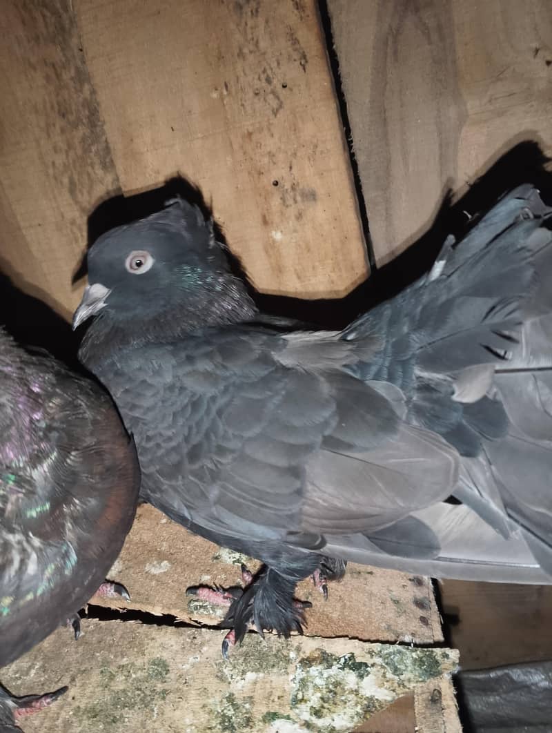 Breeder pair 1