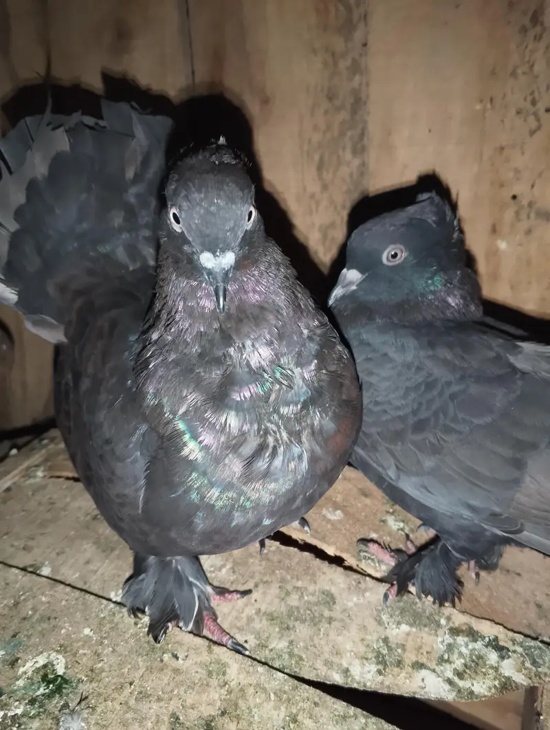 Breeder pair — photo 3