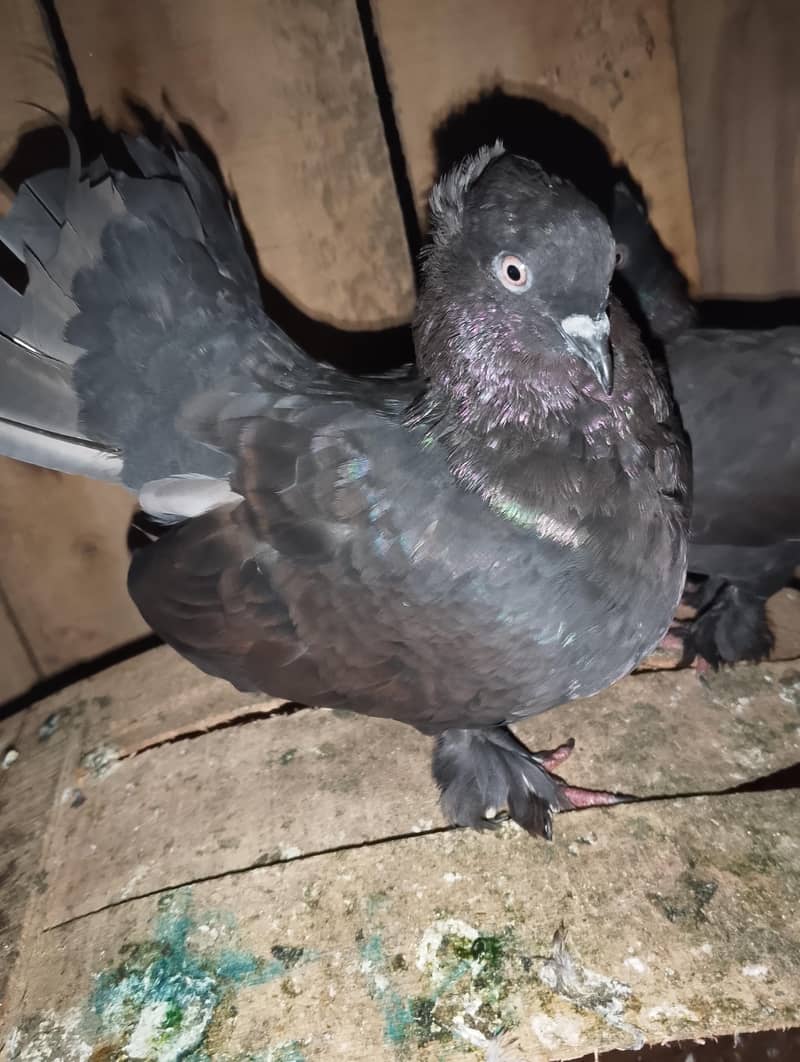 Breeder pair 3