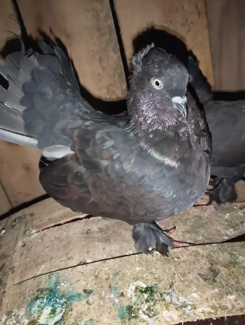 Breeder pair — photo 4