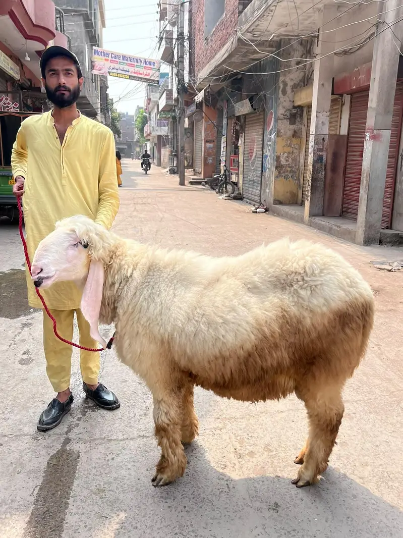 03154854853 Whatsapp py rabta kren — photo 2