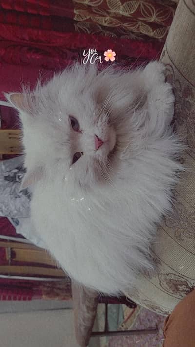 pyari ghr ki pali hoi hai playful healthy and active