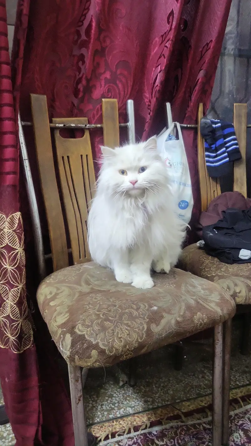 pyari ghr ki pali hoi hai playful healthy and active — photo 2