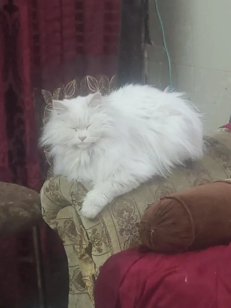 pyari ghr ki pali hoi hai playful healthy and active — photo 3