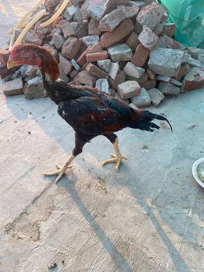 aseel patha for sale mashallah achi height ka hai