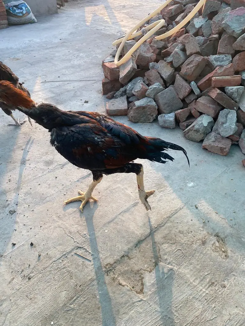 aseel patha for sale mashallah achi height ka hai — photo 3