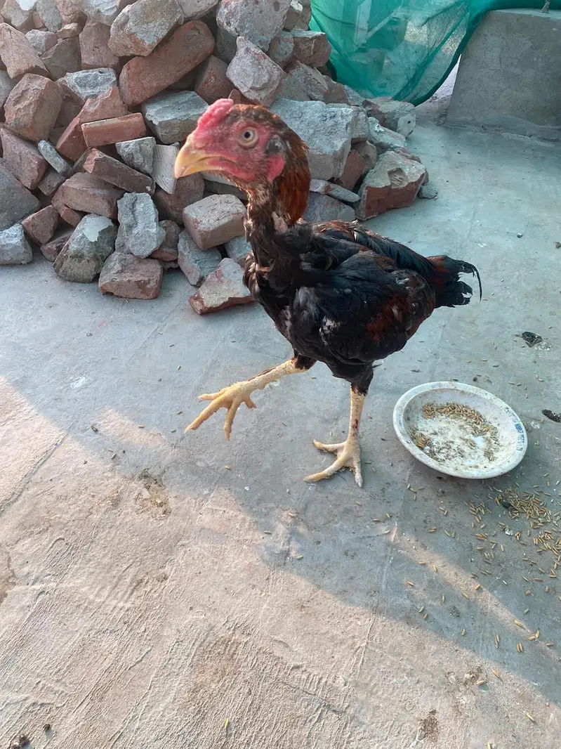 aseel patha for sale mashallah achi height ka hai — photo 6