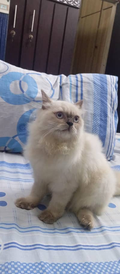 beautiful cat kittens billi