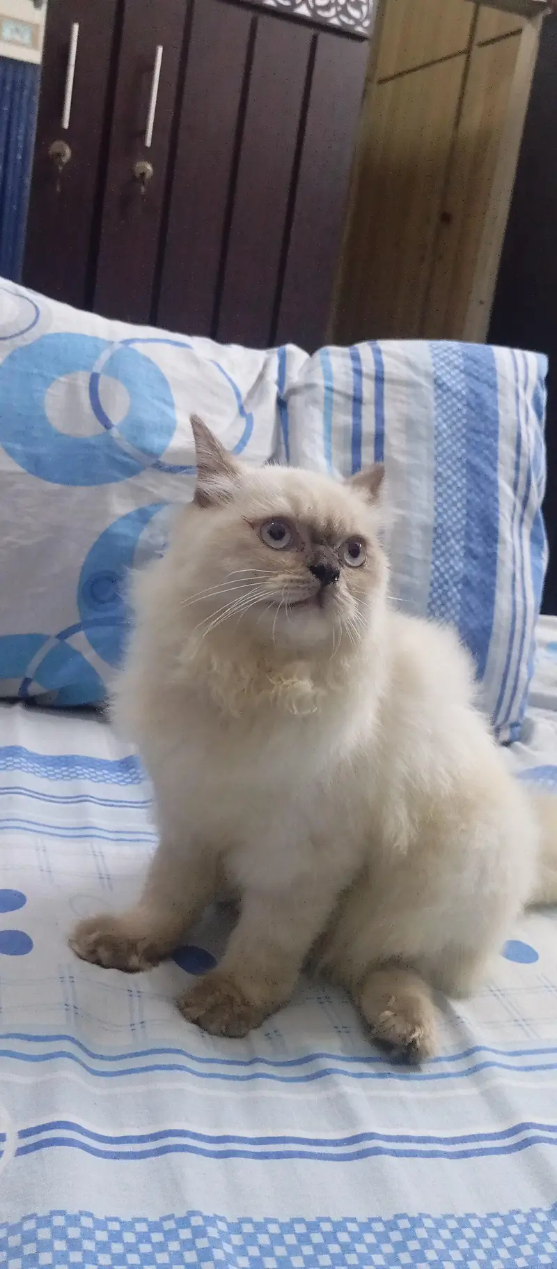 beautiful cat kittens billi
