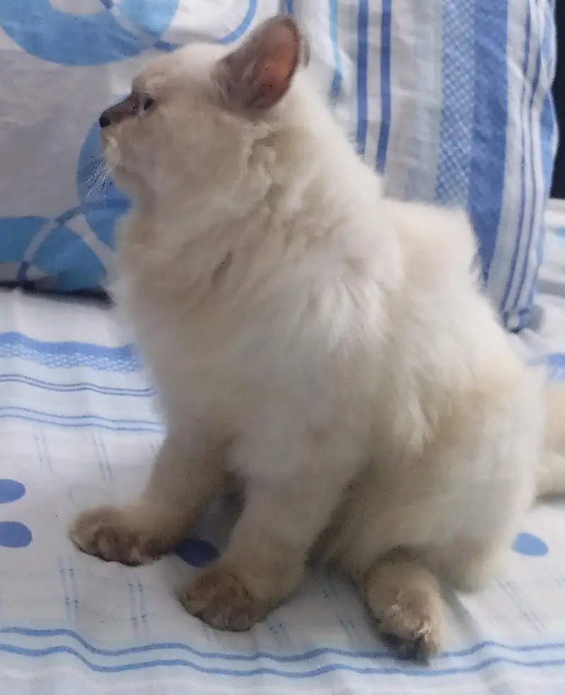 beautiful cat kittens billi — photo 2