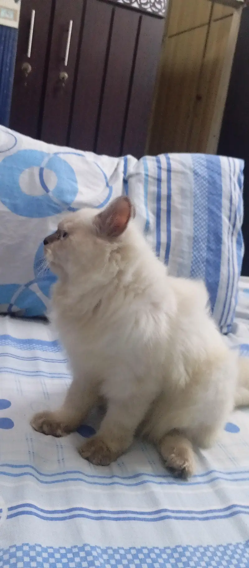 beautiful cat kittens billi — photo 3