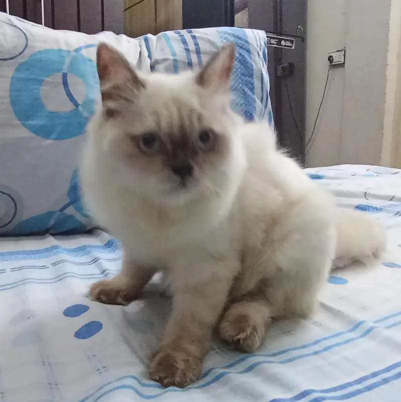 beautiful cat kittens billi — photo 4