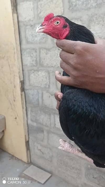 amroha/mushka/MERTHI/Lasani/zero saize