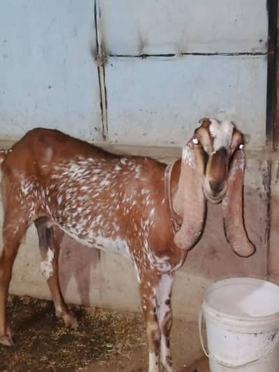 makhi chini bakri for seal