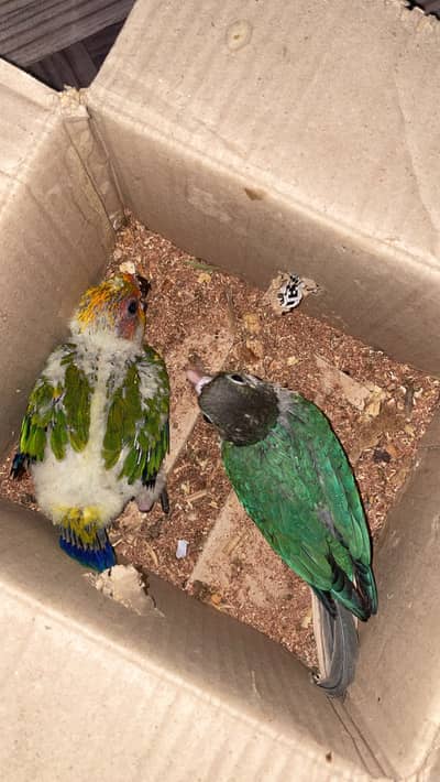 blue turquoise n Sunconure chick