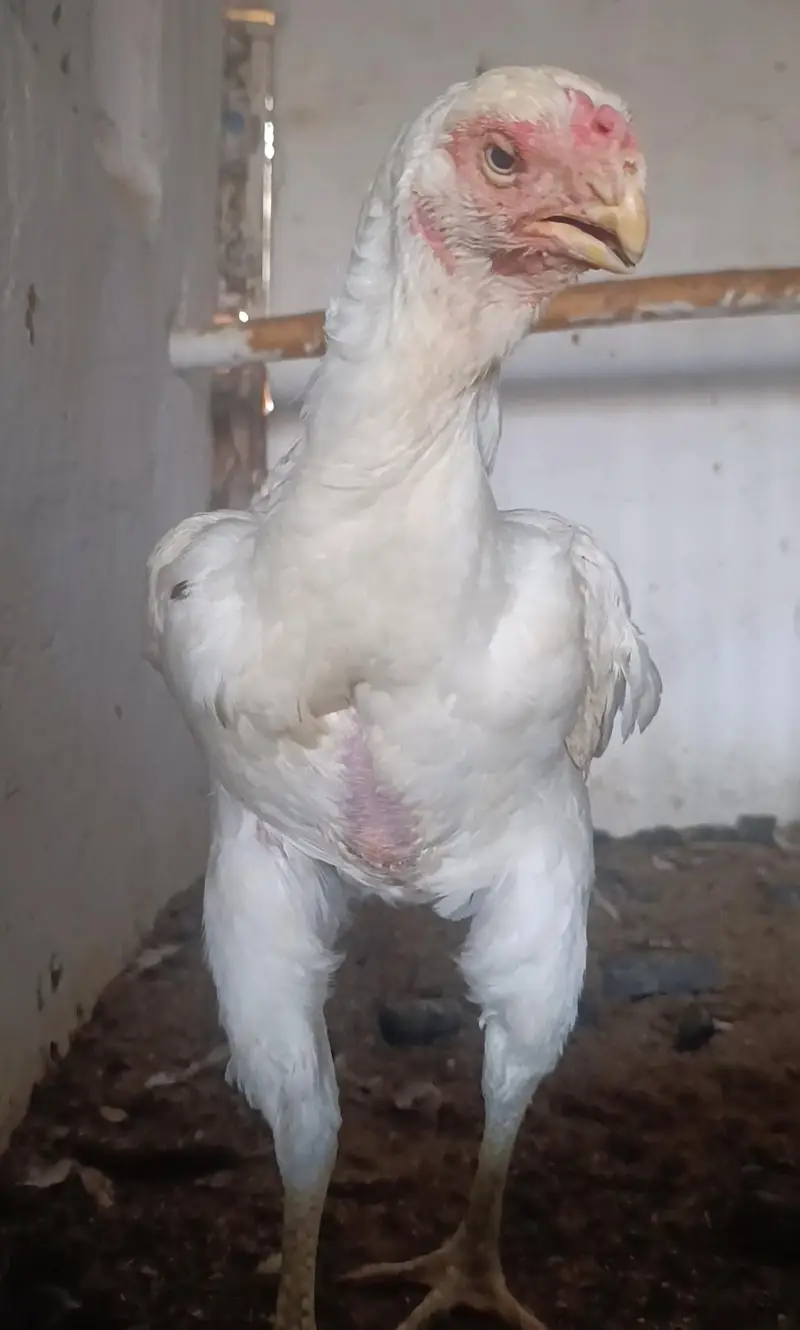 parrot beak long tail aseel — photo 3