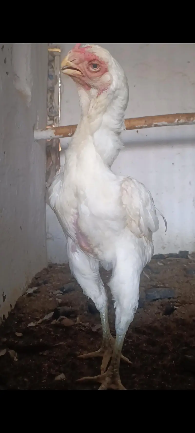 parrot beak long tail aseel — photo 8