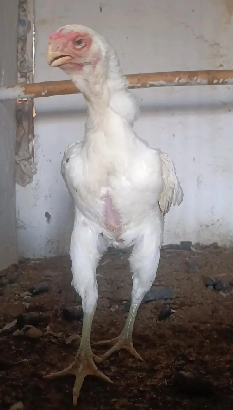 parrot beak long tail aseel — photo 9