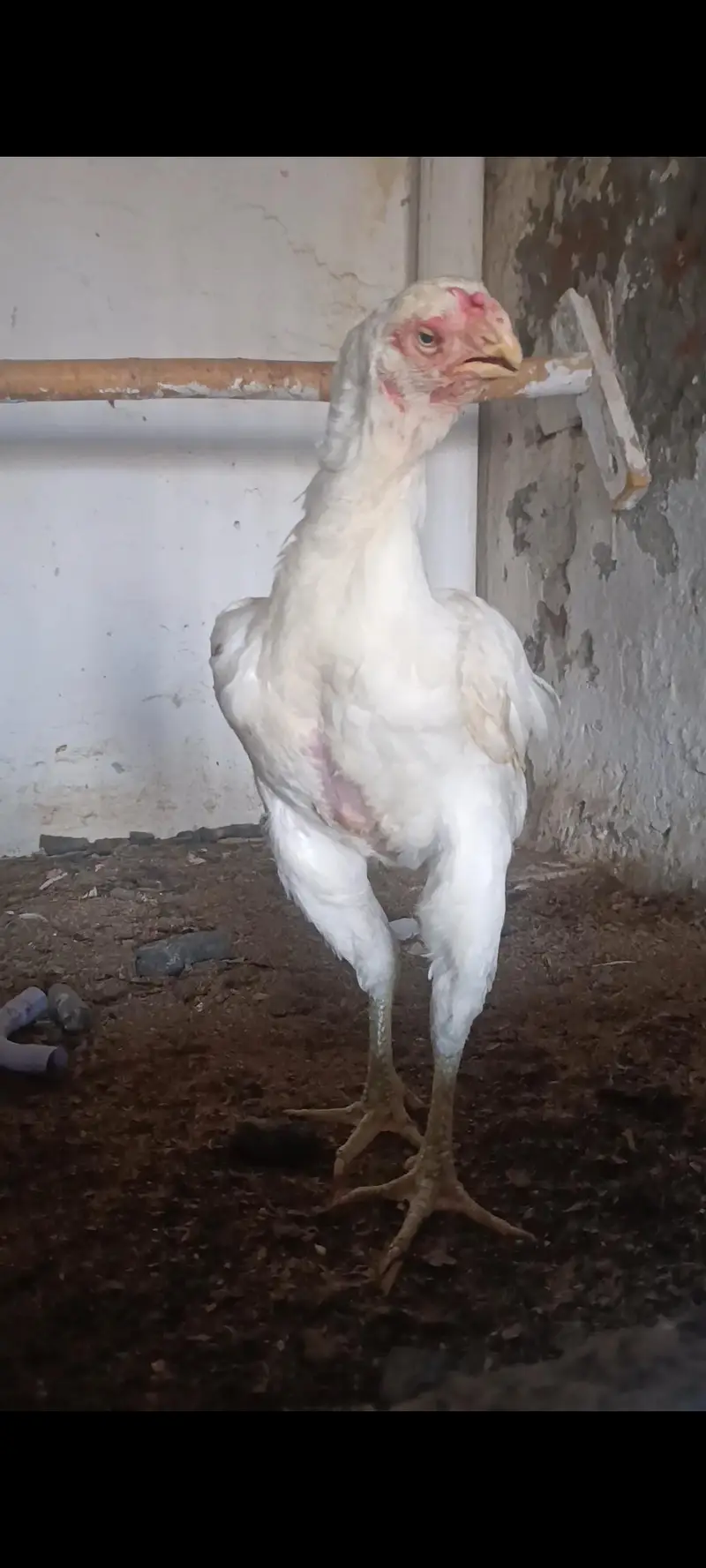 parrot beak long tail aseel — photo 10