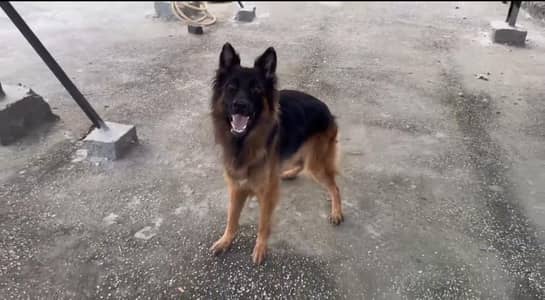 GERMAN SHEPHERD BREEDER FEMALE FOR SALE.