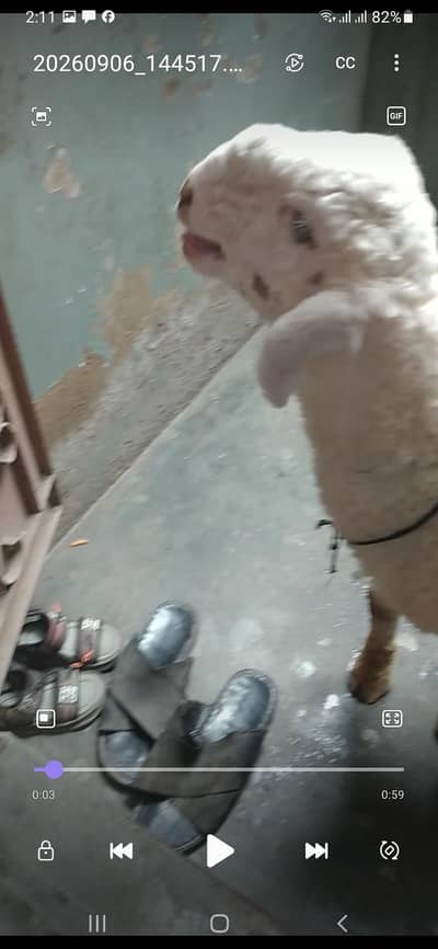 bumba