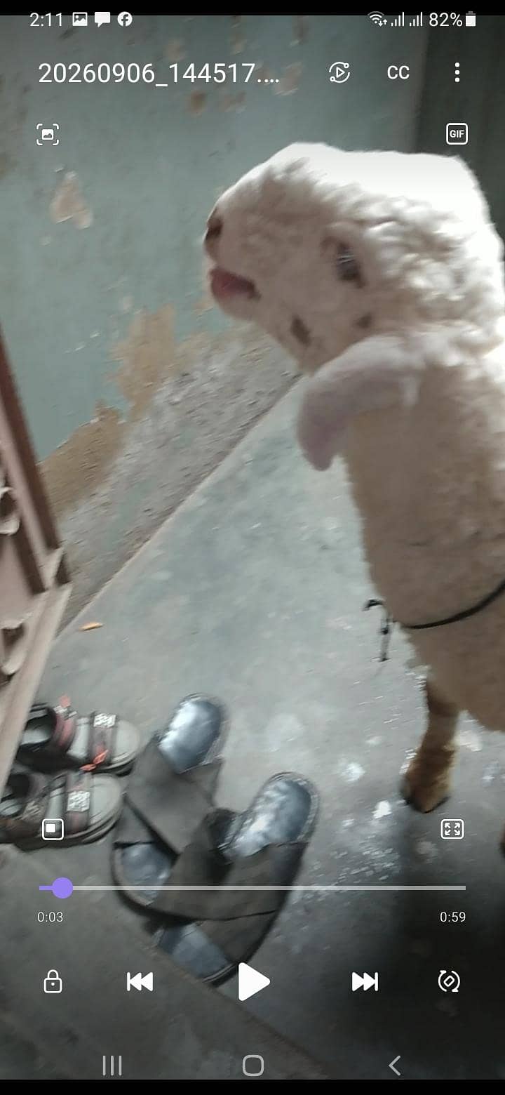 bumba 0
