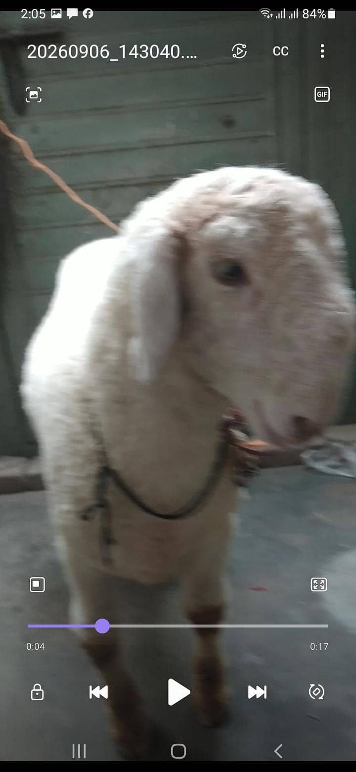 bumba 2