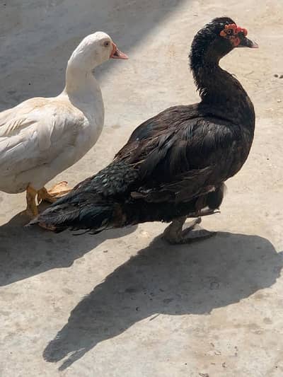 full white Muscovy female and black male healthy active young pair