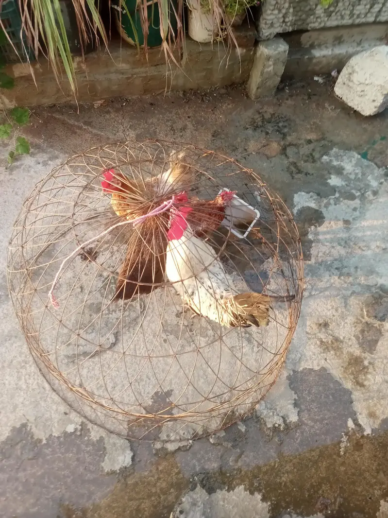 Egg laying hens with cage