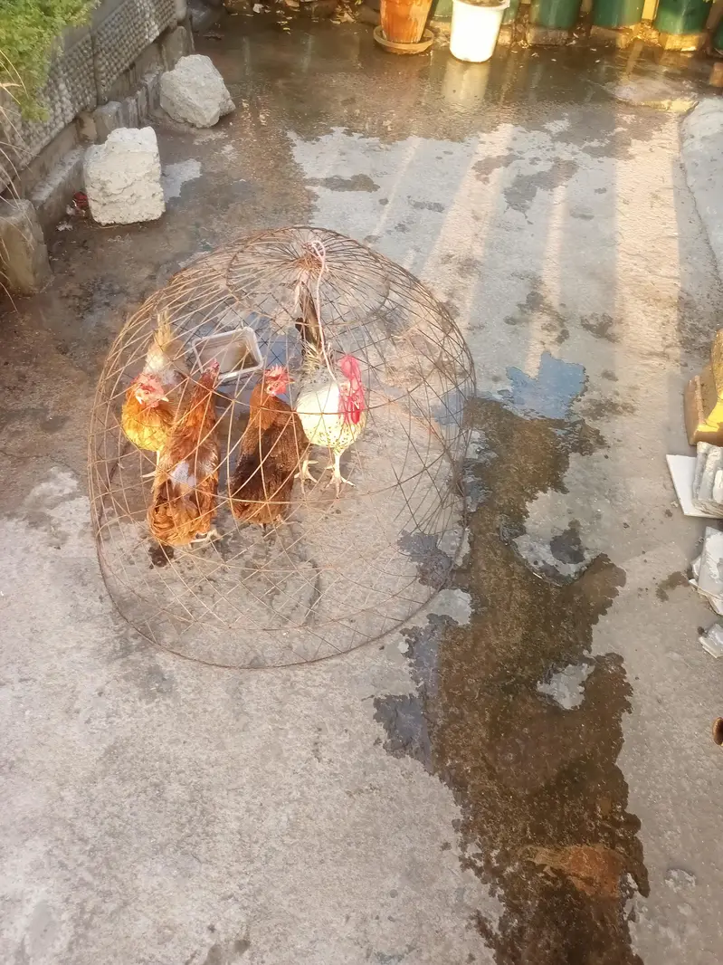 Egg laying hens with cage — photo 3