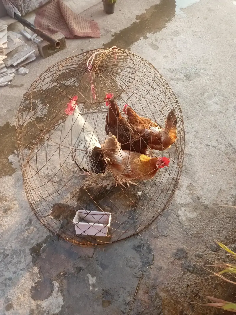 Egg laying hens with cage — photo 4
