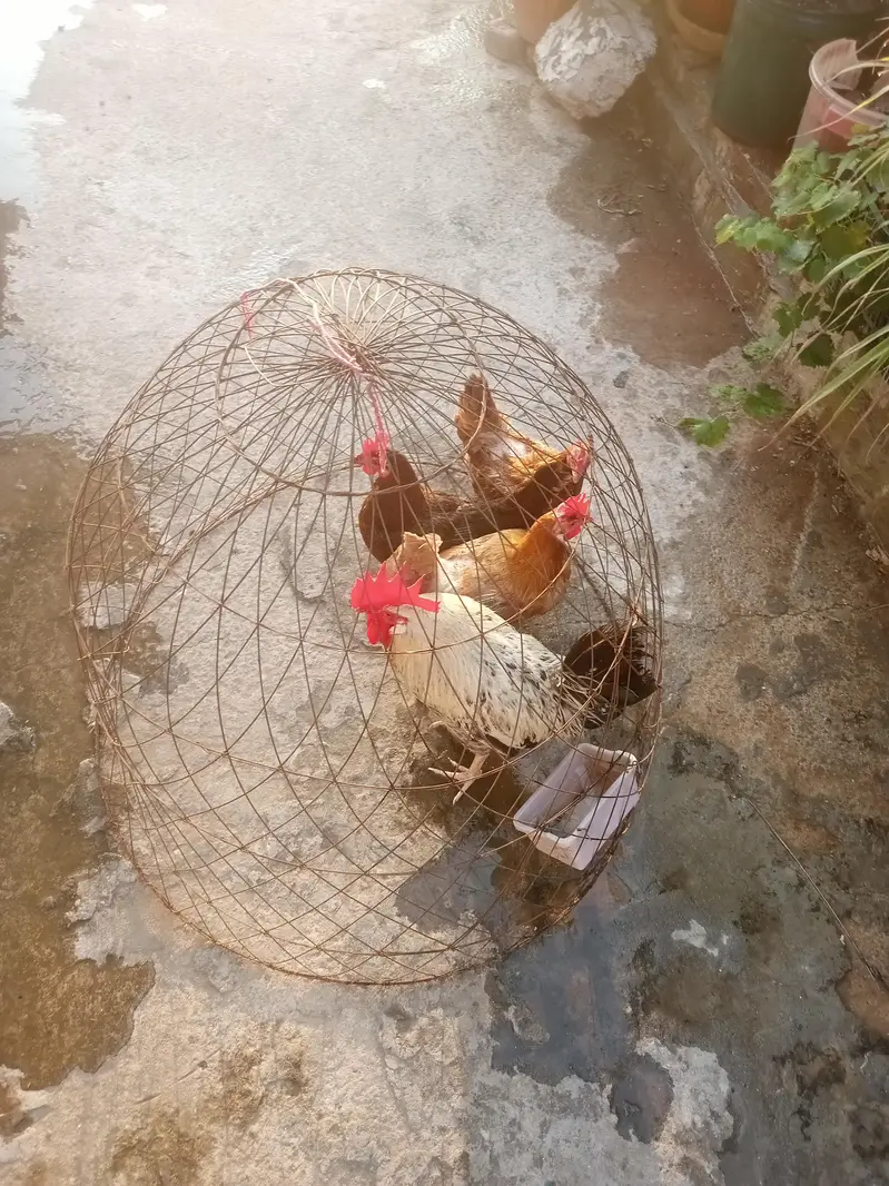 Egg laying hens with cage — photo 5