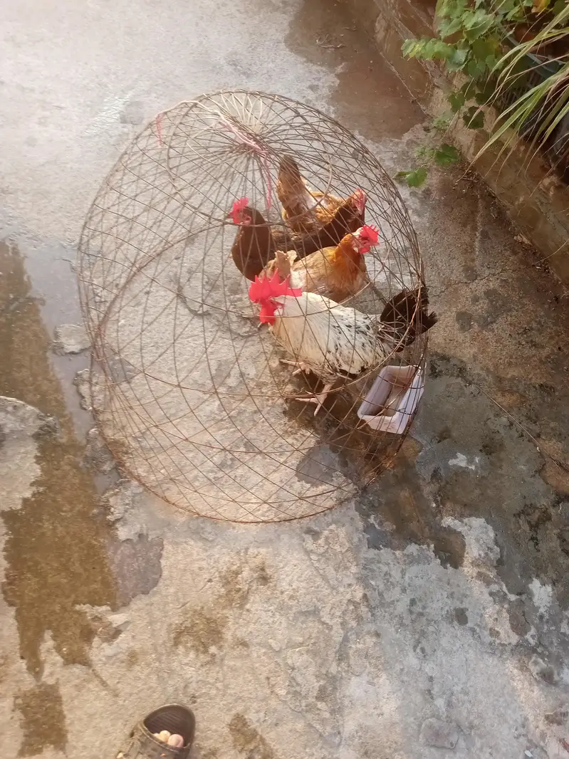 Egg laying hens with cage — photo 6