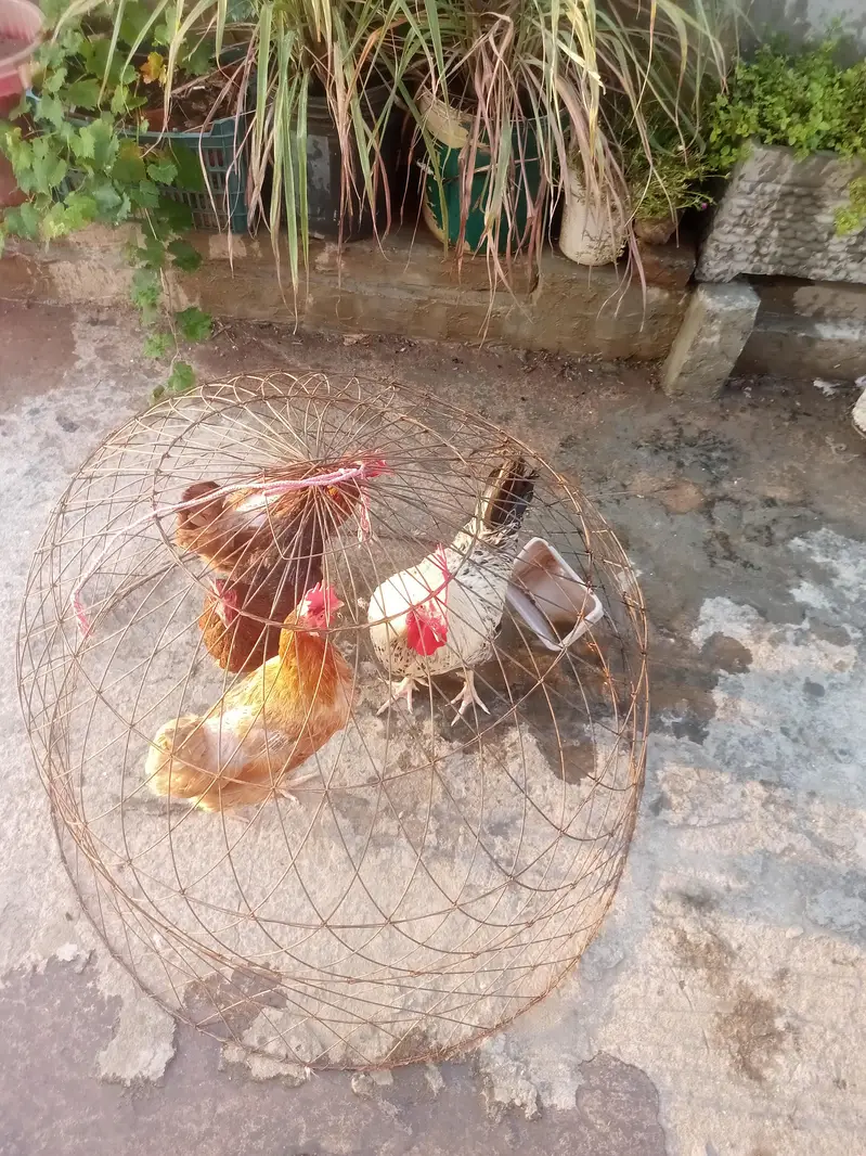 Egg laying hens with cage — photo 7