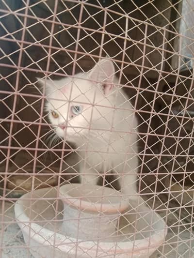 Persian female cat double color eyes yellow and blue